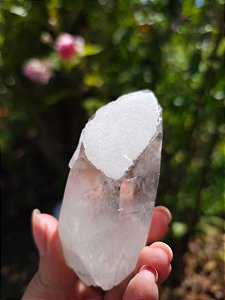 Lemuriano Rosa Sugar