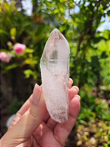 Lemuriano Rosa Autocurado