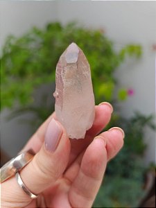 Lemuriano Rosa Transmissor