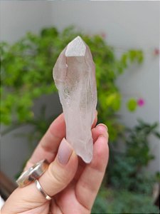 Lemuriano Rosa Imprint