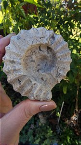 Fossilização esculpidas em forma de Amonitas