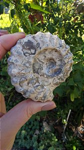 Fossilização esculpidas em forma de Amonitas