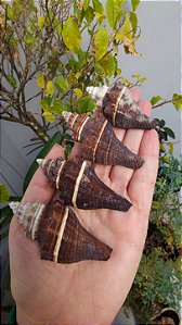 Lote Conchas Marinhas