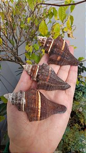 Lote Conchas Marinhas