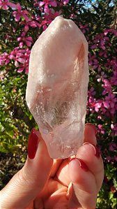 Pink Sugar