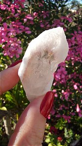 Pink Sugar