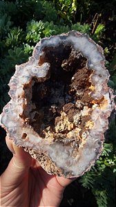 Geodo da Patagônia