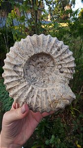 Fossilização de Ônix do Paquistão em forma de Amonita