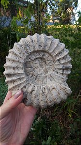 Fossilização de Ônix do Paquistão em forma de Amonita