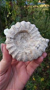 Fossilização de Ônix do Paquistão em forma de Amonita