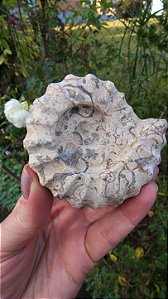 Fossilização de Ônix do Paquistão em forma de Amonita
