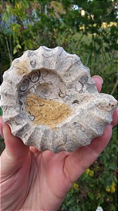 Fossilização de Ônix do Paquistão em forma de Amonita