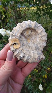 Fossilização de Ônix do Paquistão em forma de Amonita