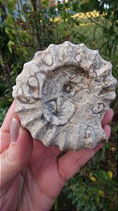 Fossilização de Ônix do Paquistão em forma de Amonita