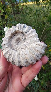 Fossilização de Ônix do Paquistão em forma de Amonita