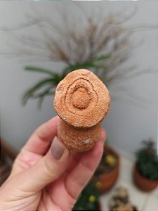 Estromatólito