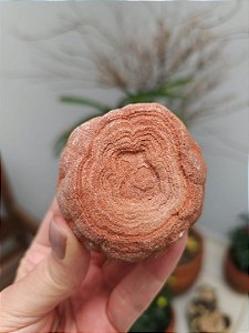 Estromatólito