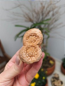Estromatólito