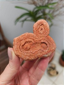 Estromatólito