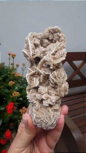 Rosa do Deserto