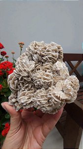 Rosa do Deserto