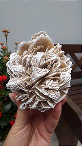 Rosa do Deserto