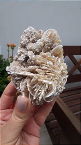 Rosa do Deserto