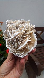 Rosa do Deserto