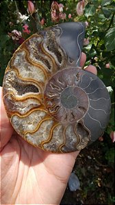Amonita Fossilizada