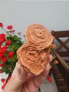 Estromatólito