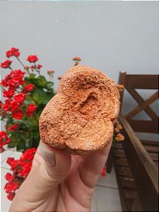 Estromatólito