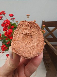 Estromatólito