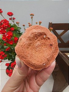 Estromatólito