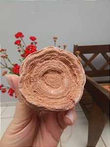 Estromatólito