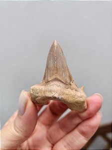 Dente de Tubarão Fossilizado