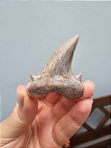 Dente de Tubarão Fossilizado