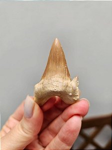 Dente de Tubarão Fossilizado