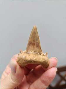 Dente de Tubarão Fossilizado
