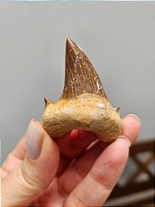 Dente de Tubarão Fossilizado