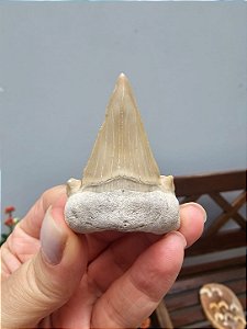 Dente de Tubarão Fossilizado