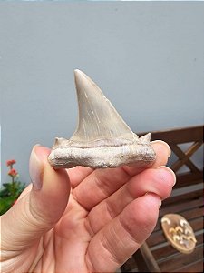 Dente de Tubarão Fossilizado
