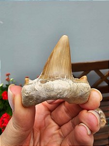 Dente de Tubarão Fossilizado