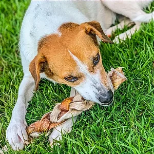 Mordedor Trança de Pele Bovina Tamanho M - Natuka