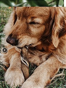 Mordedor resistente Natuka Buba - Pele de Bufalo porte Grande