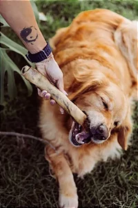 Pele Bovina Sem pelos - Natuka Canoli