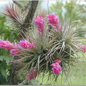 2 TILLANDSIAS STRICTA (Airplant)