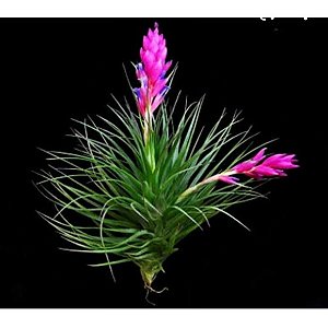 2 TILLANDSIAS STRICTA (Airplant)
