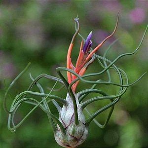 TILLANDSIAS BULBOSA  (Airplant)
