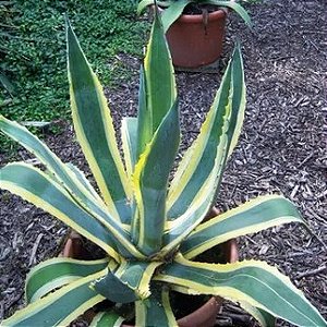 AGAVE AMERICANO VARIEGATA (2 Mudas)