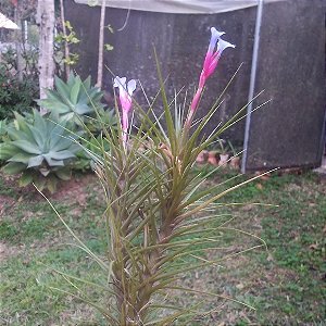 TILLANDSIA TENUIFOLIA (Airplant)
